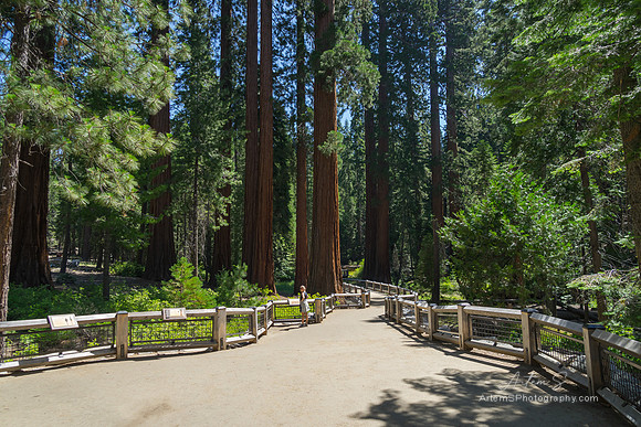 Mariposa Grove
