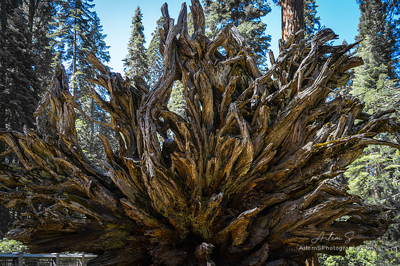 Mariposa Grove