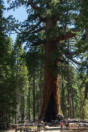 Grizzly Giant -Mariposa Grove