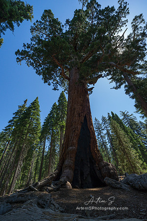 Grizzly Giant -Mariposa Grove