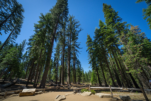 Mariposa Grove