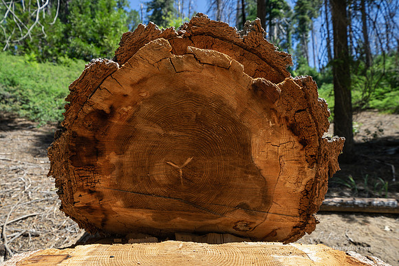 Mariposa Grove