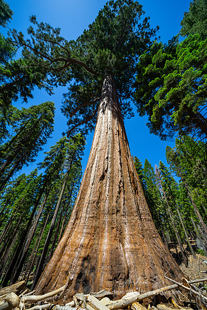 Mariposa Grove