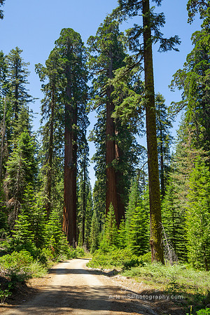 Mariposa Grove