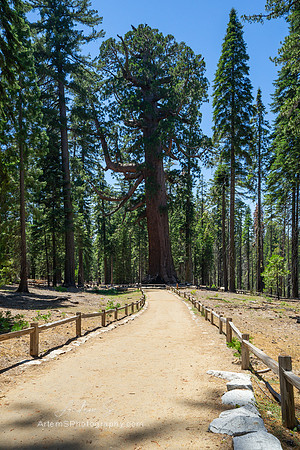 Grizzly Giant -Mariposa Grove