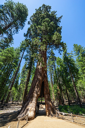 Mariposa Grove