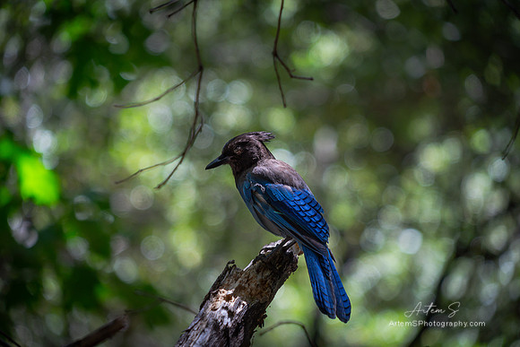Steller's jay