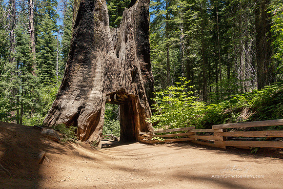 Tunnel Tree