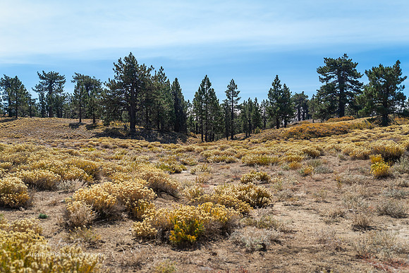 Frazier Park