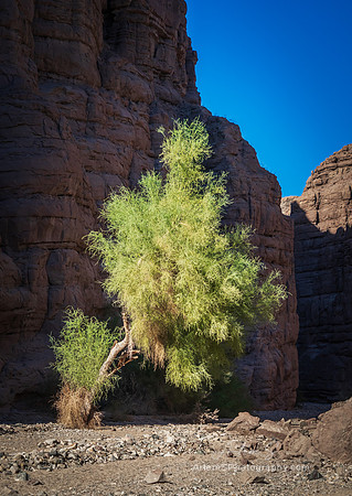 Painted Canyon Trailhead