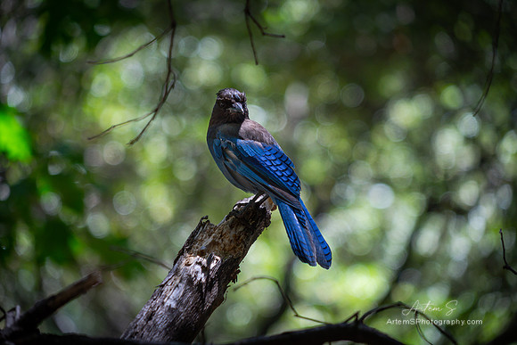 Steller's jay