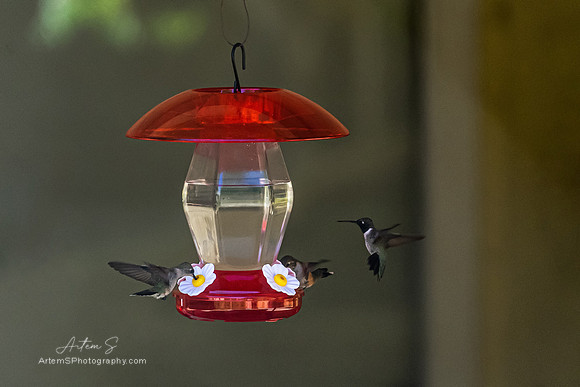 Colibri