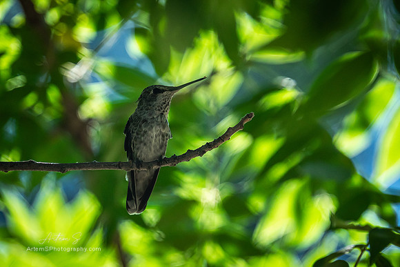 Colibri
